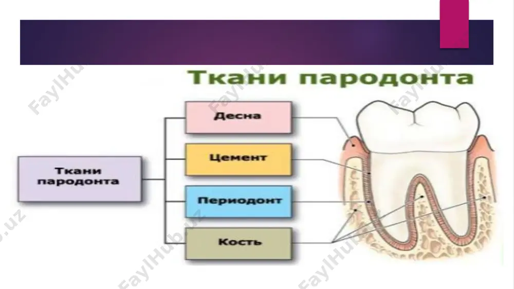 ақлайди. сут тишлар прикуси шаклланишининг тугаши арафасида (2,5-3 ёш) милк эпителийсида гликоген моддаси бутунлай бўлмайди ва бу жиҳатдан шиллиқ парданинг бошқа бўлимларидан фарқ қилмайди. 3 ёшдан сўнг милк шиллиқ қавати эпителийсида гликоген моддасининг пайдо бўлиши патологик жараёндан дарак беради. шиллер-писарев усулида яллиғланиш жараёни мавжудлигини аниқлаш диагностика синамаси тўқимада гликоген моддаси бор-йўқлигини текшириб кўришга асосланган. мазкур синама асосида йод-крахмал (гликоген) реакцияси ётади. шиллиқ парда хусусий тўқимасининг коллоген толалари зич жойлашмаган ва маълум йўналишда тутамлар ҳосил қилмаган бўлади. эластик толалар хусусий тўқимада бўлмайди. сут тишлар алмашинуви даврида маълум, сезиларли ўзгаришлар бўлади: милк эпителий қавати қалинлашади, эпителиал сўрғичлар шаклланиб, ўлчамлари катталашади, чуқурлиги ошади, коллаген толалар зичлашиб маълум йўналишда ётади. мазкур ёшда pearse c. (1962) фикрига кўра коллаген толаларнинг етилиши содир бўлади ва улар диффуз реакцияга кириш қобилиятини сусайтиради. қон томирлар атрофида думалоқ ҳужайраларнинг йиғилиши думалоқ гистогематик барьер ўтказувчанлигини кескин пасайтиради. бу эса ўз навбатида милкда патологик жараёнларнинг сурункали тарзда кечишини таъминлайди. доимий тишлар …
