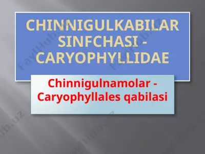 chinnigulkabilar sinfchasi - caryophyllidae — PPTX