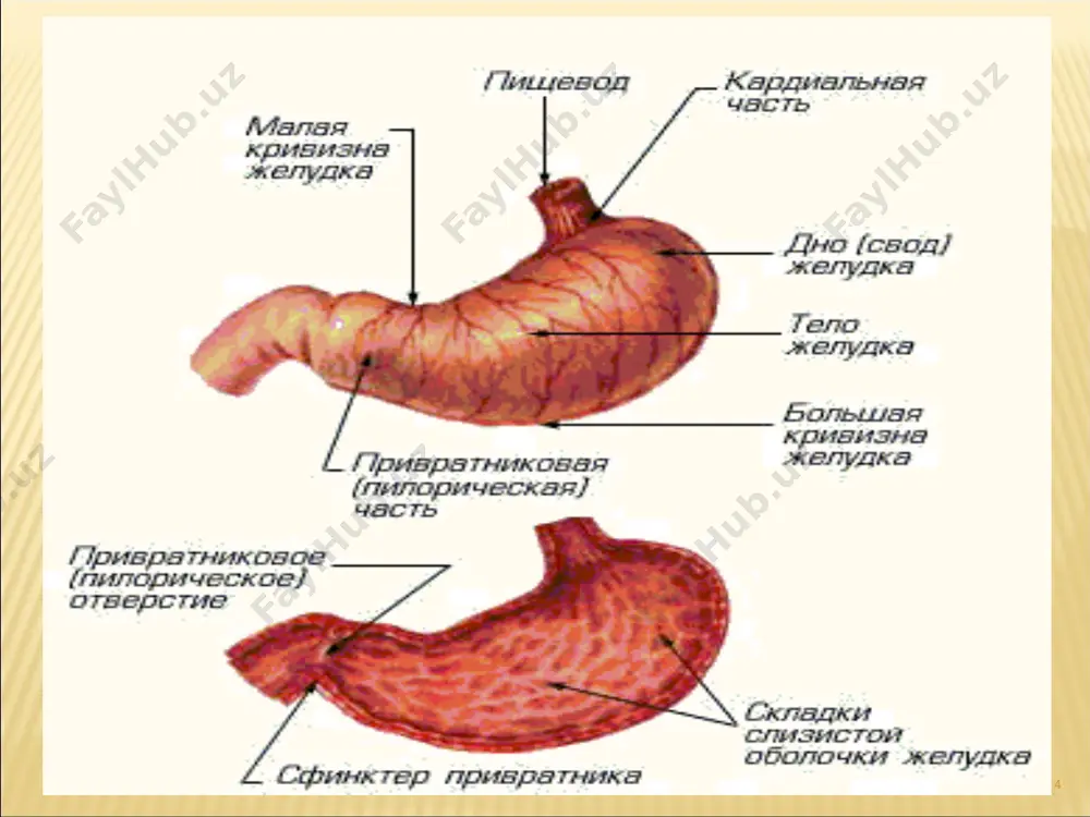 ksisillin * 1 xaftalik kvadroterapiya: de-nol (vismut subsitrati) amoksisillin/roksitromisin/klaritromisin/azitromisin makmiror/furozolidon omeprazol/ranitidin/rabeprazol * * 1. antisekritor preparetlarni yarim dozada ichish – omez 1 martda kuniga+ antasidlar 1 martda kuniga. 2. xar yili efgds. 3. ko`rsatma bo`yich rentgen tekshiruv. 4. surunkali infeksiya o`choqlarini sanasiyasi. 5. remessiya davrida: sanator-kurort davo. 6. ulserogen omillarni yo`qotish (chekish, ayrim dori vositalarni qabul qilish). *
