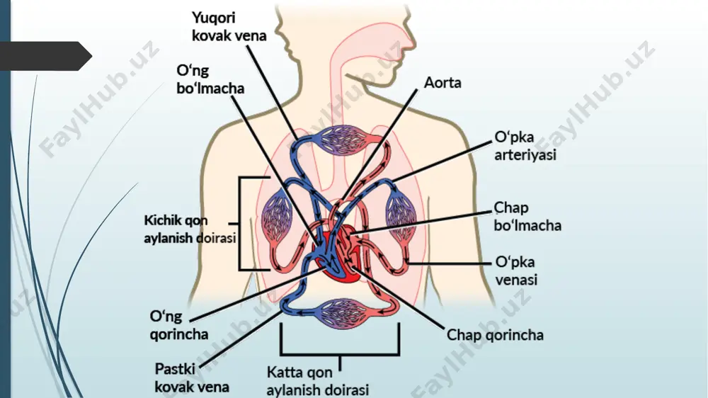 n o‘pka, oldingi ozgina qismi esa to‘sh suyagi va qovurg‘a tog‘aylariga tegib turadi. yurakning yuqori chegarasi o’ng va chap qovurg’a tog’aylari yuqori chekkasini birlashtiruvchi chiziqda joylashgan. o‘ng chegarasi o‘ng uchinchi qovurg‘a togayi yuqori chekkasidan boshlanib, to‘sh suyagi chekkasidan 1-2 sm o‘ngda vertikal yo‘nalib beshinchi qovurg‘a tog‘ayigacha tushadi. pastki chegarasi o‘ng beshinchi qovurg‘a tog‘ayidan yurak uchigacha o‘tgan chiziqda bo‘ladi. yurak uchi esa chap beshinchi qovurg‘a oralig‘ida o‘rta o‘mrov chizig‘idan 1-1,5 sm ichkarida yotadi. chap chegarasi chap uchinchi qovurg‘a tog‘ayining yuqori chekkasidan to‘sh suyagining chap chekkasi bilan chap o‘rta o‘ng va chap uchinchi qovurg‘a o‘mrov chizig‘i o‘rtasidagi sohadan boshlanib yurak uchigacha boradi. o‘ng toj arteriyasi (a.coronaria dextra) yarimoy shaklidagi o‘ng to‘sg‘ichning sinusi sohasidan boshlanadi. uning yirik tarmog‘i qorinchalararo to‘siqning tarmoqlari (rr.interventriculares septales) qorinchalararo orqa egat bo‘ylab yurak uchigacha boradi. o‘ng toj arteriya tarmoqlari o‘ng bo‘lmacha va qorincha devorini, o‘ng qorincha so‘rg‘ichsimon mushaklarini, qorinchalararo to‘siqning orqa qismini, yurak vena bo‘shlig‘i va bo‘lmacha orasidagi …
