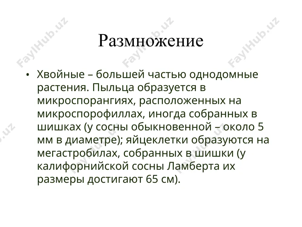 хвойные растения - Page 5