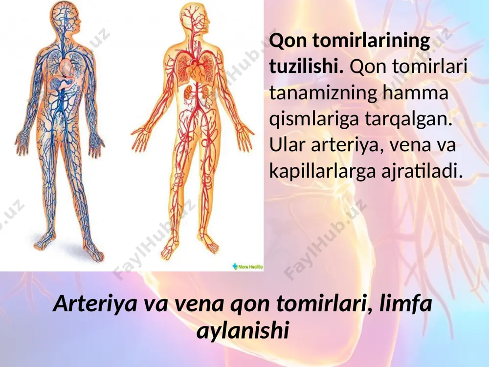 a quyiladi. kichik qon aylanish doirasi yurakning o‘ng qorinchasidan — o‘pka arteriyasi deb ataluvchi katta qon tomiridan boshlanib, u o‘ng va chap o‘pka arteriyalari, kapillarlarga bo‘linadi. bu qon o‘zidagi karbonat angidridni o‘pka alveolalariga o‘tkazib, ulardan kislorodni qabul qilib, arteriya qoniga aylanadi va 4 ta o‘pka venalari orqali yurakning chap bo‘lmasiga quyiladi. limfa aylanishi. odam tanasida qon tomirlari bilan birgalikda limfa tomirlari ham mavjud bo‘lib, ular orqali limfa suyuqligi oqadi. limfa sistemasi limfa kapillarlari, mayda, o‘rtacha, yirik limfa tomirlari va limfa tugunlaridan iborat. limfa aylanishining qon aylanishidan farqi shundaki, limfa tomirlari organ va to‘qimalarga kelmaydi, balki ulardan boshlanadi. odam tanasida 460 taga yaqin limfa tugunlari bor. tanadagi barcha limfa tomirlarida hammasi bo‘lib o‘rtacha 1—2 l limfa suyuqligi bo‘ladi. bir kecha-kunduzda 1200—1500 ml limfa suyuqligi limfa tomirlaridan vena qon tomirlariga quyiladi. buning o‘rniga to‘qimalardagi suyuqlikdan limfa hosil bo‘lib turadi. taloq.taloq qorin bo‘shlig‘i chap tomonining yuqori qismida, ya’ni chap qovurg‘alar ostida joylashgan. uning …
