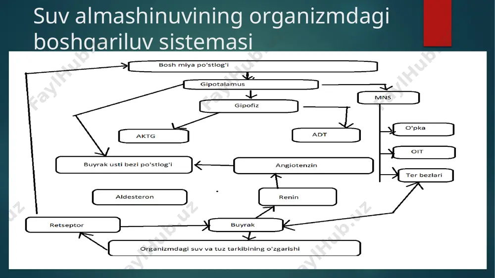 ratatsiya 2. gipogidratatsiya hujayralararo suyuqlikning osmolitik xususiyatiga qarab: 1.giperosmollar 2.gipoosmollar 3.izoosmollar turiga qarab: 1.hujayraviy 2. hujayra tashqarisi 3. aralash chanqov va oliguriya chanqov – organizmda erkin suvning yetishmovchiligi va qon plazmasida osmotik bosimning yuqoriligini birinchi belgisidir. oliguruya – siydik miqdorining kamayishi bo’lib, degidratatsiyada rivojlanadi. jarayonning zo’rayishi ba’zan anuriyaga olib keladi. gipergidratatsiyada poliuruya rivojlanadi, siydikning solishtirma og’irligi past bo’ladi. shishlar (edemalar) edema – suvning organizmda ushlanib qolishi. asosan hujayralararo bo’shliqda suyuqlikning to’planishi bilan ifodalanadi. edamalarning hosil bo’lishi, ko’pincha organizmda suvning hadda tashqari ko’payishi va na ning ushlanib qolishi oqibatida sodir bo’ladi. agar organizmda uzoq vaqt na to’planadiga bo’lsa, shu na to’qimada suvning to’planishiga sabab bo’ladi. bunga misol qilib giperaldosteronizmni keltirish mumkin. oyoq shishi o’pka shishi oyoqning distrofik shishi bo’yindagi shish qo’ldagi shish qorinning shishi - astit buyrak shishi jigar shishi milkdagi shish yurakdagi shish game time 1. 1 yoshli bolada hujayra ichidagi suv miqdori? 2x/2x 2. katta yoshdagilar tanasining necha % …