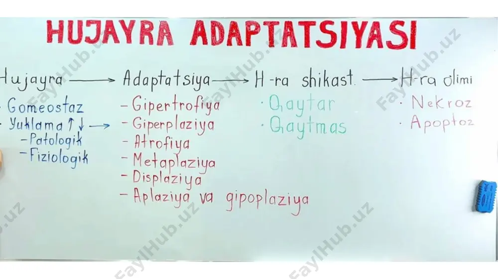 ki to'qimaning kelib chiqishi bir xil bo'lgan boshqa hujayra yoki to'qimaga aylanishi. masalan: bir qavatli tsilindrik epiteliyning ko'p qavatli yassi epiteliyga aylanishi (bronxlar epiteliysi surinkali bronxitda) kompensatsiya - bu shikastlangan yoki kasallik xolatida , buzilganfunktsiyalarni tiklashga karatilgan organizm reaktsiyalarining to'plami , shuning uchun kompensatsiya - bu individual xususiyatga ega bo'lgan patologiya sharoitidarivojlanayotgan o'ziga xos moslashuv ko'rinishi . gipertrofiya ( xujayra kattalashishi ), funktsional faollikning ortishi ) giperplaziya ( xujayralar sonining ko'payishi ) atrofiya ( xujayra xajmining va metabolik faollikning pasayishi ) yokixujayra sonining kamayishi ) metaplaziyalar ( xujayra fenotipidagi o'zgarishlar ). patologik stimulnita'siri tugagandan keyin , xujayra xech kanday jiddiy okibatlarsiz to'liktiklanishi mumkin . fiziologik yoki ishchi gipertrofiya - sport yoki jismoniy mexnat paytidaskelet mushaklarning yoki miokard xajmining kattalashi atrofiyaga misollar metaplaziyaga misollar me'daning qadoqsimon hujayrali metaplaziya bachadon bo'yni tsilindrik metaplaziyasi hujayra shikastlanishi, sabablari, mexanizmi, qaytar va qaytmas shikastlanish qaytar shikastlanish , bu – hujayra patologik ta'sirotga moslashib, o'z morfofunktsional …
