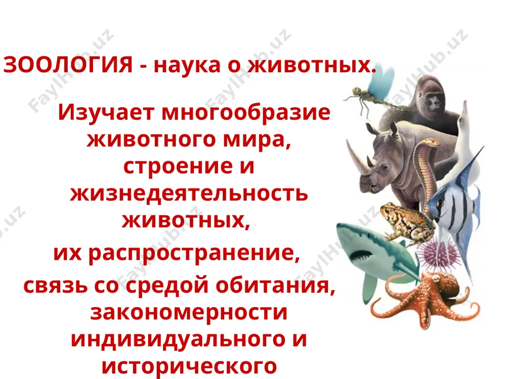 зоология - Page 3