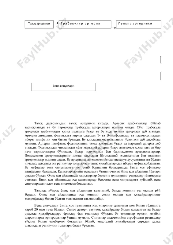 лар ва қон пластинкалари ҳам ҳосил бўлади. 4. талоқда яшаш муддатини ўтаган эритроцитлар ва қон пластинкалари емирилади. 5. талоқда бир қанча биологик актив моддалар ишланиб, улар қизил суяк кўмигида кечадиган эритропоэз ва тромбоцитопоэз жараёнларини бошқариб туради. 6. талоқ - қон депоси. тараққиёти. талоқ куртаги даставвал эмбрион тараққиётининг 5—6- ҳафтасида пайдо бўлади. у ривожланаётган катта чарви ичидаги мезенхима ҳужайраларининг зич тўпламидан ҳосил бўла бошлайди. 7—8- ҳафталарга бориб талоқда макрофаглар, 11 —12-ҳафталарда эса в-лимфоцитлар пайдо бўлади. эмбрион тараққиётининг 5-ойигача талоқда гранулоцитопоэз, эритропоэз ва тромбоцитопоэз жараёнлари фаол кечади. сўнгра бу жараёнлар аста-секин сусаяди, лимфоцитопоэз эса, аксинча, кучаяди. тузилиши. талоқ тоқ орган, шакли чўзиқ, қонга тўлиб туриши туфайли тўқ қизил рангли бўлади. у сиртдан сероз парда ва зич фиброз капсула билан ўралган. капсуладан орган ичига йўғон тўсиқлар трабекулалар ўсиб киради. секин-аста ингичкалашиб борувчи бу трабекулалар талоқни унчалик яхши ифодаланмаган бўлакчаларга бўлади. капсулада айрим силлиқ мушак ҳужайралари бўлади. талоқда қон томирлар кирадиган жойда капсула қалинлашиб …