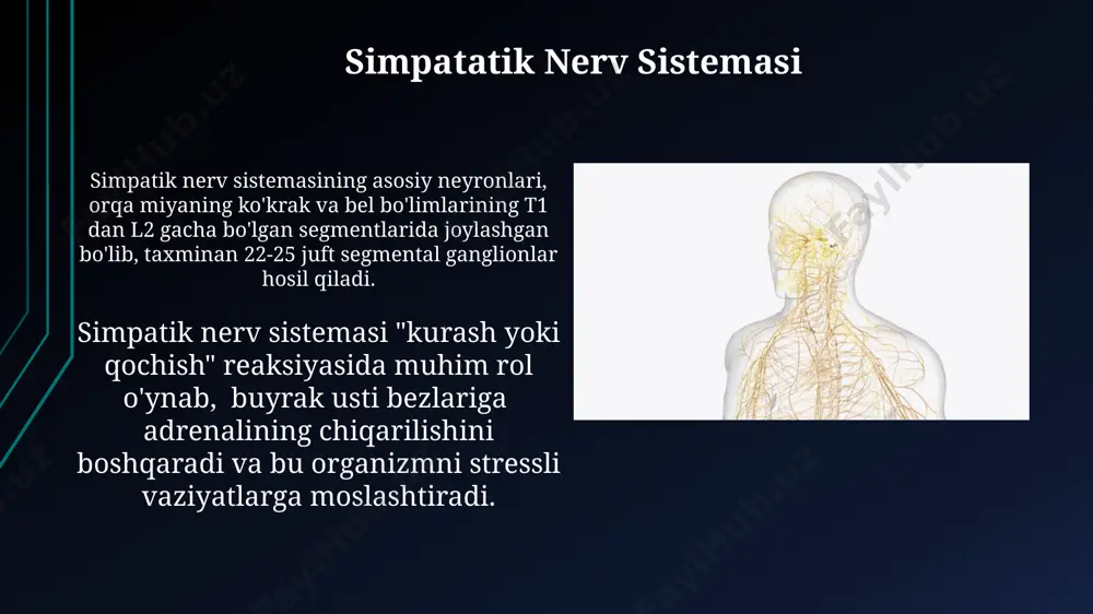 vegetativ nerv tizimining tuzilishi va tarmoqlanishi - Page 3