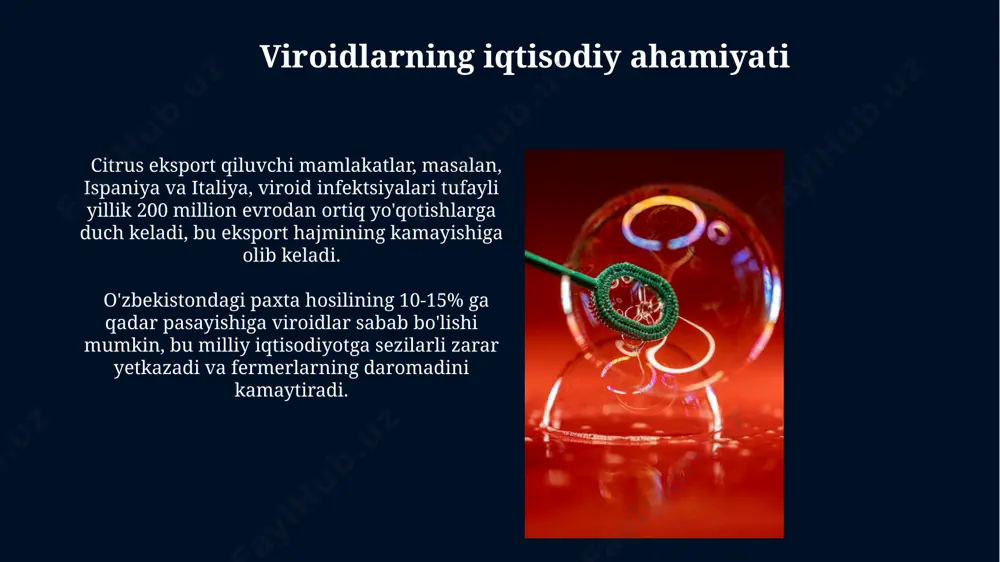 ajada ta'sir qiladi. viroidlarning genetik tuzilishi ayrim viroidlarning genomlari, xususan, chrysanthemum stunt viroidi (csvd) kabi turlari, o'ziga xos ikkilamchi tuzilishga ega bo'lib, taxminan 359 nukleotid uzunligidadir va yevropa mamlakatlarida keng tarqalgan. viroidlarning genetik materialining ayrim qismlari, masalan, avocado sunblotch viroid (asbvd) ning 246 nukleotidli geni, ribosomalarga bog'lanish orqali o'zining replikatsiyasi uchun zarur bo'lgan oqsillarni kodlaydi, bu esa kaliforniya shtatida keng tarqalgan. e'tiboringiz uchun rahmat @taqdimot_robot image5.jpg image6.jpg image7.jpg image8.jpg image9.jpg image10.jpg image11.jpg image12.jpg image13.jpg image1.jpg