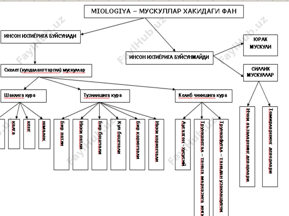 i va i-vi qovurg’alar b.n birikkan joyidan, qorin to’g’ri muskuli qinining old qismidan boshlanib, yelka suyagining tuberculum major ga birikadi. 2.m.pectoralis minor- bosh.iii-v qovurg’alardan boshlanib, kurak suyagining processus coracoideus ga birikadi. 3.m.subclavius- o’mrov osti muskuli. i- qovurg’a va o’mrov suyagi orasida joylashgan. 4.m.serratus anterior – oldingi tishli muskul.yuqoridagi viii – ix qovurg’alardan tishlar b.n boshlanib, kurak suyagining margo medialis ga birikadi. kokrakning chuqur guruh muskullari. 1.m. intercostalis externa- tashqi qovurg’alararo muskul.bu muskul yuqoridagi qovurg’aning pastki qismidan boshlanib, pastdagi qovurg’aning yuqori chekkasiga yopishadi.muskul tolalari yuqoridan pastga yo’nalgan b.b, qovurg’alarning tog’ayigacha keladi, umurtqalarning oldigacha boradi. 2.m.intercostalis interna- ichki qovurg’alararo muskul. bu muskul pastdagi qovurg’aning yuqori chekkasidan bosh-b, yuqoridagi qovurg’aning pastki chekkasiga yopishadi. muskul tolalari qovurg’alarning tog’ay qismini ham to’ldirib turadi, to’shgacha keladi. 3.m.subcostalis- qovurg’a osti muskuli. birikishi xuddi internaga o’xshaydi, faqat 1-2 ta qovurg’a tshlab birikadi. 4.m.transversus thorax- ko’krakning ko’ndalang muskuli. tosh suyagining orqa ichki yuzasidan boshlanib, ii- vi qovurg’alarning tog’ayiga birikadi. …