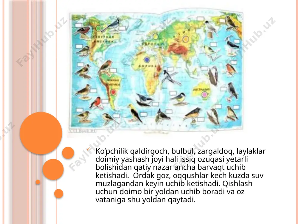 uchib ketuvchi qushlar - Page 5