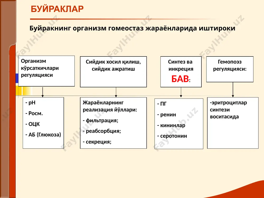 алтираш ва профуз терлаш билан кечса асосан ўткир (камроқ сурункали) пиелонефритда, апостематоз нефритда),ўсмаларда, нефротик синдромдаги нефротик кризда. буйрак туберкулезида узоқ вақт субфебрил температура кузатилади. шунингдек носпецифик иситмалаш буйрак паранеопластик зараланишлари (бошқа локализациядаги ўсмалар)да кузатилади гипертоник синдром бош оғриғи, юрак сохасида оғриқ, бош айланиши . бу белгилар аб кутариладиган касалликларда кузатилади (ўткир ва сурункали гломерулонефрит, томир нефросклерози, сурункали пиелонефрит, ii-iii даражали буйрак тушишида). диспептик шикоятлар: кўнгил айниши, қусиш, ич кетиш, метеоризм сурункали буйрак етишмовчилиги учун характерли. геморрагик холатлар милк,бурун,тери қонаши. иккинчи даражали шикоятлар: холсизлик, тез чарчаш, хотира пасайиши, иш қобилиятининг пасайиши, ўйқунинг бузилиши, кўриш ёмонлашуви, тери қичишиши, оғиздан нохуш хид келиши – сурункали буйрак етишмовчилиги учун характерли. шишлар «facies nephritica» анасарка кўрик кўрик шишлар — турли буйрак касалликларида эрта ва куўп учровчи симптом fasies nephritica. юз думалоқ, қовоқлқр шишган, тери рангпар буйрак шишлари келиб чиқиш механизми қон оқсиллари, айниқса албуминлар камайиб, плазма онкотик босими тушиб кетади; гиалуронидаза активлиги ортиб капиллярлар ўтказувчанлиги …