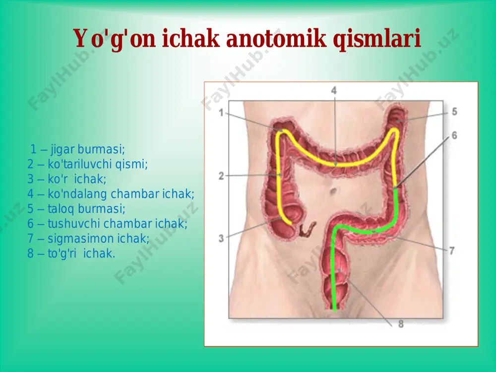matokrit kamayadi. • ich surishining davom etishi organizmning suvsizlanishiga, tana vaznining pasayishiga, suv - elektrolit almashinuvining va kislota- ishqor muvozanatining buzilishlariga olib keladi. differentsial diagnostika  dizenteriya  proktit  kron kasalligi davolash konservativ davolash (muolaja): • oqsilga boy, uglevodlar va sutni cheklovchi parhez • desensibilizatsiyalovchi va antigistamin dori vositalari • (dimedrol, pipol`fen, suprastin, tavegil) • vitaminlar (a, ye, s, k, v guruh) • bakteriostatik preparatlar (etazol, ftalazol, sul`gin, enteroseptol) • salazopiridazin antimikrob va desensibilizatsiyalovchi ta'sir ko'rsatib, juda yaxshi natija beradi • steroid gormonlar(prednizolon, deksametazon) jarrohlik usuli - kasallikda asoratlari yuzaga kelganda: • profuz kon ketganda • ichak perforatsiyasi • toksik dilyatatsiyasida yo'g'on ichak divertikullari va divertikulyozi soxta divertikul chin divertikul klinikasi divertikulezni klinik belgilari bo’lmaydi. agar divertikul asoratlansa, masalan yalliglansa unda korinning pastki soxasida ogrik, diareya, kungil aynish, ishtaxani susayishi, subfebril temperatura paydo buladi. pal`patsiyada korinning pastki soxasida ogriq aniqlanadi va klinik belgilari o’tkir appenditsitga o’xshab ketadi. divertikul yerilsa …