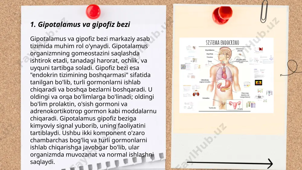 li tizimlar va organlar ishiga ta’sir ko‘rsatishi mumkin. masalan, gipotiroidizm qalqonsimon bez faoliyatining pasayishi bilan bog‘liq va 1000 kishidan taxminan 5 ta hollarda kuzatiladi. diabet esa insulinning yetishmovchiligi yoki qarshilik natijasida paydo bo‘lib, jahonda yetti yetti milliondan ortiq odamda uchraydi. polikistik tuxumdon sindromi (pcos) esa reproduktiv yoshdagi ayollarning 10% foiziga ta‘sir qiladi. gormonal disfunktsiyalar diagnostikasi va davosi uchun turli laborator tekshiruvlar talab qilinadi. ... t.me/slaydai_bot 7. qandli diabet qandli diabet, yoki diabet kasalligi, dunyoda keng tarqalgan metabolik kasallik bo‘lib, qonda glükoza miqdorining ortishi bilan tavsiflanadi. 2-tip diabet 90-95% hollarda uchraydi va asosan yoshi kattalarda rivojlanadi. jahon sog‘liqni saqlash tashkiloti ma’lumotiga ko‘ra, 2021-yilda dunyoda tahminan 537 million kattalar diabet bilan yashagan. o‘zbekistonda esa 2020-yilda qandli diabet bilan kasallanganlar soni taxminan 2 million kishini tashkil etgan. diabetning oldini olish uchun sog‘lom ovqatlanish, jismoniy faollikni oshirish va normal tana og‘irligini saqlash muhimdir. diabetning asosiy simptomlariga chanqoqlik, tez-tez siyish va charchoq kiradi. ... t.me/slaydai_bot …