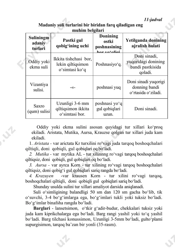 oq ekiladi. aristata, mutika, aursa, krauzse qolgan tur xillari juda kam ekiladi. 1. aristata - var arictata kr turxilini ro‘vagi juda tarqoq boshoqchalari qiltiqli, doni qobiqli, gul qobiqlari oq bo‘ladi. 2. mutika - var mytika al - tur xilinnng ro‘vagi tarqoq boshoqchalari qiltiqsiz, doni qobiqli, gul qobiqlari oq bo‘ladi. 3. aursa - var ayrca korn - tur xilining ro‘vagi tarqoq boshoqchalari qiltiqsiz, doni qobig‘i gul qobiqlari sariq rangda bo‘ladi. 4. krazuyen -var krausen korn - tur xilini ro‘vagi tarqoq, boshoqchalari qiltiqli, doni qobiqli gul qobiqlari sariq bo‘ladi. shunday usulda sulini tur xillari amaliyot darsida aniqlanadi. suli o‘simligining balandligi 50 sm dan 120 sm gacha bo‘lib, tik o‘suvchi, 3-4 bo‘g‘imlarga ega, bo‘g‘imlari tukli yoki tuksiz bo‘ladi. bo‘g‘imlar binafsha rangda bo‘ladi. barglari - lansetsimon, o‘tkir g‘adir-budur, chekkalari tuksiz yoki juda kam kiprikchalarga ega bo‘ladi. barg rangi yashil yoki to‘q yashil bo‘ladi. barg tilchasi konussimon, uzunligi 3-5mm bo‘ladi, gulto‘plami supurgisimon, tarqoq ba’zan bir …
