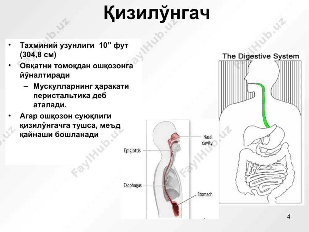 овқат ҳазм қилиш тизими - Page 4