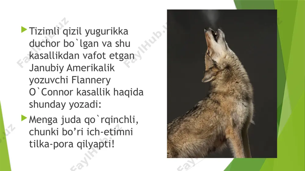 tizimli qizil bo'richa - Page 4