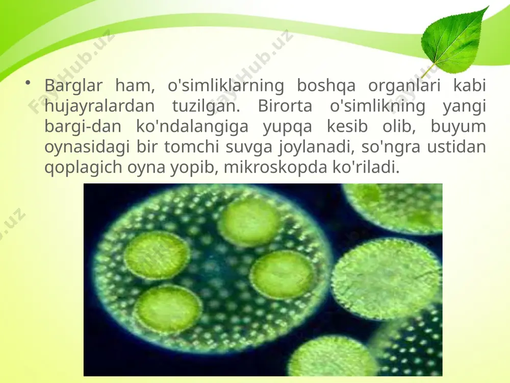 o'simlik bargi tuzilishi - Page 3