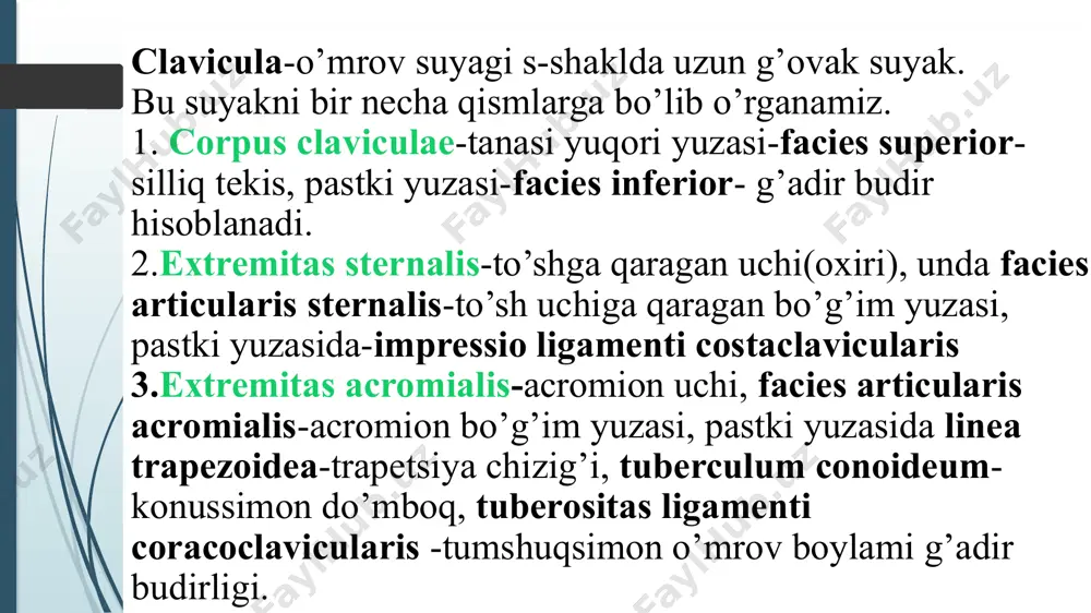 qo’l, oyoq va chanoq suyaklarining funksional anatomiyasi - Page 5