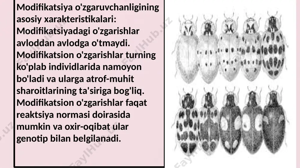 2.belgining o`zgarish darajasi shu belgini keltirib chiqarishda qatnashgan tashqi omilning kuchi va ta’sirining davomiyligiga bog`liq emas. 3. kam sondagini hisobga olmaganda adaptivlik ahamiyati yo`q. 4. konstant (individning hayoti davomida yo`qolmaydi. 5. nasldan nasilga beriladi. thanks! image1.png image2.jpeg image3.jpeg image4.jpeg image5.jpeg image6.jpeg image7.jpeg image8.jpeg image9.jpeg image10.jpeg image11.jpeg