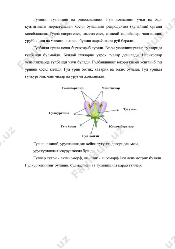 ва куп уйли ёки полигам усимлик дейилади (заранг, шумтол). гул кисмларининг жойлашиши. гул кисмлари гул урнида маълум конуният асосида жойлашади. купчилик гулларда гул кисмлари доира шаклида жойлашади: 4 доира булса - тетрациклик, 5 доира булса - пентациклик дейилади. бир паллали усимликларда учтадан, икки паллалиларда турт ёки бештадан гул кисмлари жойлашган булади (карам гуллари). айрим усимликларда (айиктавон) гул кисмлари спирал жойлашади. бу вактда гул кисмларининг сони куп булади ва ациклик ёки спирал гуллар (юнонча «а»-бир нарсанинг йуклигини билдирадиган кушимча ва «кюклос»-халка) дейилади. гемицикликда (юнонча-«ярим») гулкургони доира шаклида, чангчи ва уругчиси спирал шаклида жойлашади (магнолия, лола дарахти), циклик гулларда - ёпик уругли усимликларнинг жуда купчилигида гуллар халка ёки доира шаклида жойлашади). гул формула ва диаграмма. гулларни кискача тавсифлаш учун унинг формуласи ззилади. бу вактда асосан гулнинг симметриялигига, каторлар сонига, кисмларнинг сонига ахдмият берилади: агар гулнинг бирор органи бир неча катор булса “+” белгиси билан белгиланади. масалан а 10+5; туташиб усган гул булаклари …