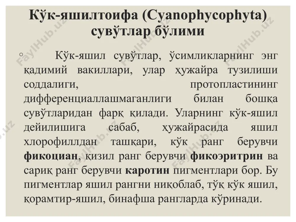 рат. кўк-яшил сувўтлар ипсимон вакилларига осциллатория (ossillatoria) мисол бўлади, у шолипоя, кўлмак сувлар, ҳовузларда, секин оқадиган сувларда ўсиб, уларнинг тагида ҳамда қирғоғида кўк-яшил парда ҳосил қилади. унинг кўк-яшил ипсимон талломи қисқа, бир-бирига ўхшаш ва бир қаторда жойлашган, ўзаро плазмодесмалар билан қўшилган ҳужайралардан иборат. осцилаториянинг қатор ҳужайралар йиғиндиси трихом дейилади. трихом парда билан ўралмайди ва учи букилиб актив ҳаракат қилади. осциллатория ёруққа қараб ҳаракат қилади, бу ҳодиса фототаксис деб аталади. кўк-яшил сувўтлар ипсимон формаларининг яна бир вакили анабена (anabena). анабена “бетида сузувчи” деган маънони англатади. анабена сувда яшайди, иссиқ кунларда тез кўпаяди, сув бетини юпқа парда шаклида қоплаб, унга кўк тус беради. анабенанинг ипида сарғиш ўлик ҳужайралар, яъни гетероцисталар бўлади, шу ердан ипи қисмларга ёки гормогонийларга ажралиб кетади. кўк-яшил сувўтлар ипсимон шаклли вакилига носток (nostoc) киради. колониясининг катталиги ёнғоқдай, шарсимон, шилимшиқ моддадан иборат. шилимшиқ модда ичида ностокнинг чувалган ҳолдаги ипсимон танаси жойлашади. ипи бўлакларга ажралиш йўли билан кўпаяди. носток кўлларда, сойларида …