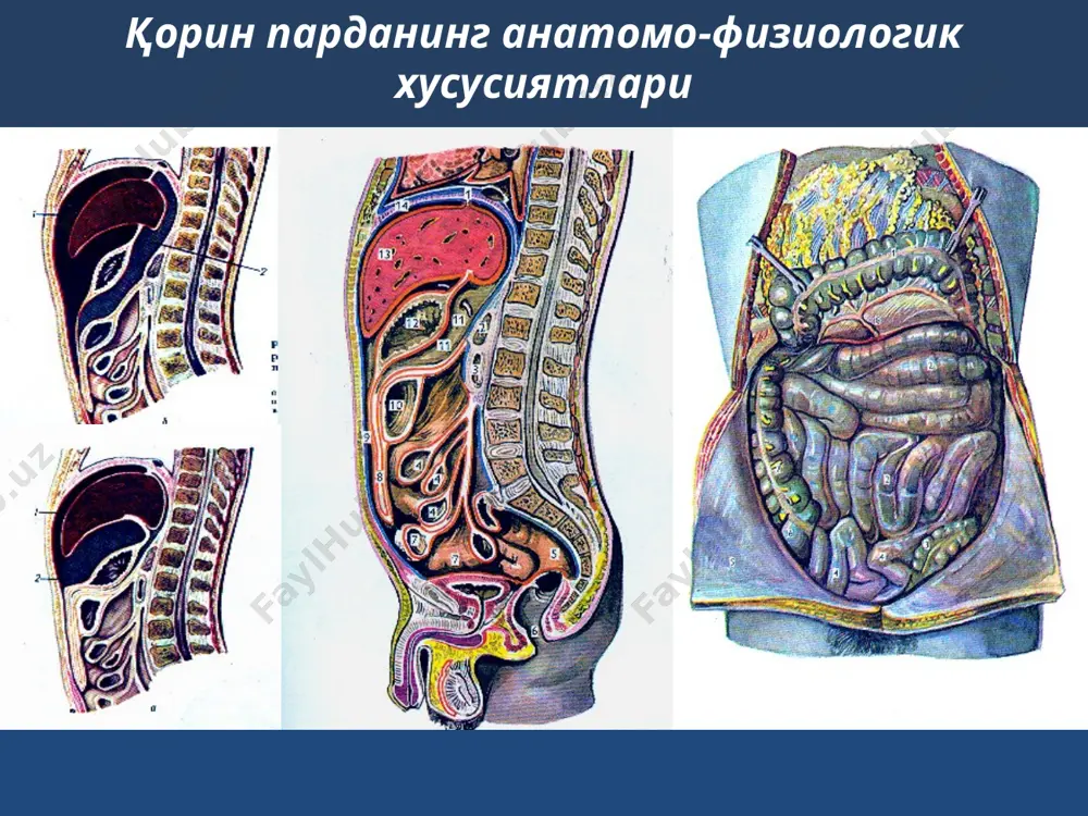 мегалия – уткир унг коринча етишмовчилигида (глиссон кобигининг тортилиши). белгилари: юрак чегарасининг кенгайиши; тахикардия, аритмия, шовкин мавжудлиги, pl дефицити, хансираш, упкада майда пуфакчали хириллашлар. дигитализация. текширув усуллари: анамнез (хеч кимга ишонма, хамма нарса хакида сура); физикал текширув усуллари: беморнинг умумий ахволи; коринни куздан кечириш; пайпаслаш; перкуссия; аускультация; тугри ичакни бармок билан текшириш, вагинал текшириш; лаборатор текширувлар: кон умумий тахлили; пешоб умумий тахлили; кон биокимёвий тахлили ва б.; инструментал текширувлар рентгенологик текширишлар (обзор рентгеноскопия, графия, урография, ирригоскопия ва б.); узт; эндоскопик текширишлар (эгдфс, ректороманоскопия, колоноскопия, рхпг ва бошқалар); экг; лапароскопик текшириш; компьютер томография? тезкор ангиография. коринда уткир огрик мавжуд булганда шифокор бериши шарт булганлар саволлар: огрик: жойлашуви, иррадиацияси, тавсифи, давомийлиги, жадаллиги, пайдо булган вакти, нимага богликлиги, кузгатувчи ва енгиллаштирувчи омиллар. кайт (кусиш) тавсифи. ич келиши тавсифи. бемор озганми. хушдан кетиш ёки коллапс кузатилганми. утказган касалликлари. гинекологик анамнез. кандай дори-дармонлар олгани. ташхислашда кечикиш асоратлари газ билан кенгайган кундаланг чамбар ичак аппендикс "мишени“ …