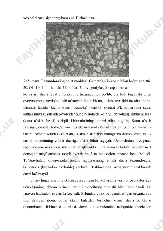 . 06. 40, ok. 10. 1 -to’sabtgan follikullar; 2-tuxum hujayra; 3 - tuxumdon stromasi. dial follikul o’suvchi follikullarga aylanadi. o’sishning dastlabki kunlarida follikulyar epiteliy hujayralari tezda ko’payib, ko’p qavatli epiteliyga aylanadi va follikulning donador qavati (stratum granulosum) ni hosil qiladi. o’sish davridagi ovotcit atrofida zich yaltiroq parda (zona pellucida) shakllanadi. follikul o’lchamining kattalashishi uni o’rab turuvchi biriktiruvchi to’qimali qobiq (theca follciuli) ning paydo bo’lishiga asos bo’ladi. follikulning donador qavati bilan biriktiruvchi to’qimali qobiq orasida follikul epiteliysining bazal membranasi slavyanskiy membranasi bo’ladi. keyinchalik, ko’p sonli qon kapillyarlari o’sib kirgan follikul qobig’i ikki qavatga diffe-rentciallashadi. qobiqning ichki qavati (theca interna) siyrak tolali biriktiruvchi to’qimadan iborat bo’lib, unda ko’igina kapillyarlar joylashadi. bu kapillyarlarning atrofida ko’p sonli bezli interstitcial hujayralar yig’iladi. qobiqning tashqi qavati (theca externa) zich tolali biriktiruvchi to’qimadan iborat. follikulning boshlang’ich o’sishi ancha-muncha mustaqil bo’lib, yuqorida bayon etilganidek, qiz bolaning tuxumdonida u bolag’at yoshiga etguncha bo’lishi mumkin. ammo follikulning keyingi taraqqiyoti gipofizning …