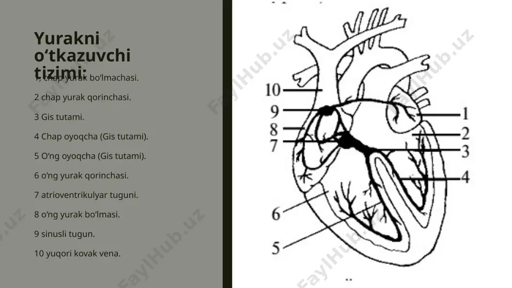 aror va o‘tkinchi bo‘lishi mumkin. miokarditlar, kardioskleroz, miokard infarkti paytida, ayrim dorilar ta’siri ostida (yurak glikozidlari, betaadrenoblokatorlar, verapamil) yuzaga keladi. barqaror bradikardiyada bosh aylanishi, hushdan ketish hollari kuzatilishi mumkin. ekstrasistoliya ekstrasistoliya – yurakning muddatidan oldin qisqarishi, bunda yurak notekis urayotgandek yoki urmay qolgandek bo‘lib tuyuladi. bu kasallik ko‘proq sog‘lom odamlarda uchraydi. agar ekstrasistoliya siyrak (daqiqasiga 5 tadan kamroq) bo‘lsa va bemor uni sezmasa, unda maxsus muolaja talab etilmaydi. bordi-yu, ekstrasistoliya tezlashsa, daqiqasiga 6 va undan ham oshsa. bemor yuragi notekis urayotganini sezsa, boshi aylansa, unda darhol shifokorga murojaat qilish zarur. xilpillama aritmiya – beqaror yurak ritmi, daqiqasiga 100 dan 150 zarbgacha chastota va o‘ziga hos tebranma ritm bilan harakterlanadi. yurak bo‘lmasining tebranishi barqaror yoki xurujli bo‘lishi mumkin. yurakning mitral nuqsonlarida, yurakning ishemiya kasalligida, tireotoksikozda, alkogolizmda va hokazolarda shunday holatlar kuzatiladi. tebranma aritmiya bemorga sezilmasligi yoki yurakning oddiy urishi kabi sezilishi mumkin. ba’zida qon tomirlarida tromblar hosil bo‘lishi qayd etiladi. shifokorga …