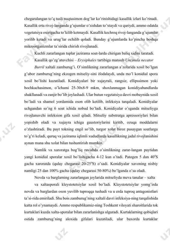 qa moddalarni o’zlashtiradi. bu payt tokning engil so’lib, turgor xolat biroz pasaygan soatlarga to’g’ri keladi, quruq va jazirama iqlimli xududlarda kasallikning jadal rivojlanishini aynan mana shu xolat bilan tushuntirish mumkin. namlik va xaroratga bog’liq ravishda o’simlikning zarar-langan paytidan yangi konidial sporalar xosil bo’lishigacha 4-12 kun o’tadi. patogen 5 dan 400s gacha xaroratda (qulay chegarasi 20-250s) o’sadi. konidiyalar xavoning nisbiy namligi 25 dan 100% gacha (qulay chegarasi 50-80%) bo’lganda o’sa oladi. novda va barglarning zararlangan joylarida mitseliyda meva tanalar – xalta va xaltasporali kleystotetsiylar xosil bo’ladi. kleystotetsiylar yomg’irda novda va barglardan oson yuvilib tuproqqa tushadi va u erda tuproq antagonistlari ta’si-rida emiriladi. shu bois zamburug’ning xaltali davri infeksiya-ning tarqalishida katta rol o’ynamaydi. ammo respublikamiz-ning toshkent viloyati sharoitlarida tok kurtaklari kuzda xalta-sporalar bilan zararlanishga ulguradi. kurtaklarning qobiqlari ostida zamburug’ning aloxida gifalari kuzatiladi, ular baxorda kurtaklar yozilmasidanoq rivojlanadi, bu esa erta zararlanishni keltirib chiqaradi. ko’pgina olimlar zamburug’ni novda va kurtaklarda tinim davridagi yo’g’onlashgan …