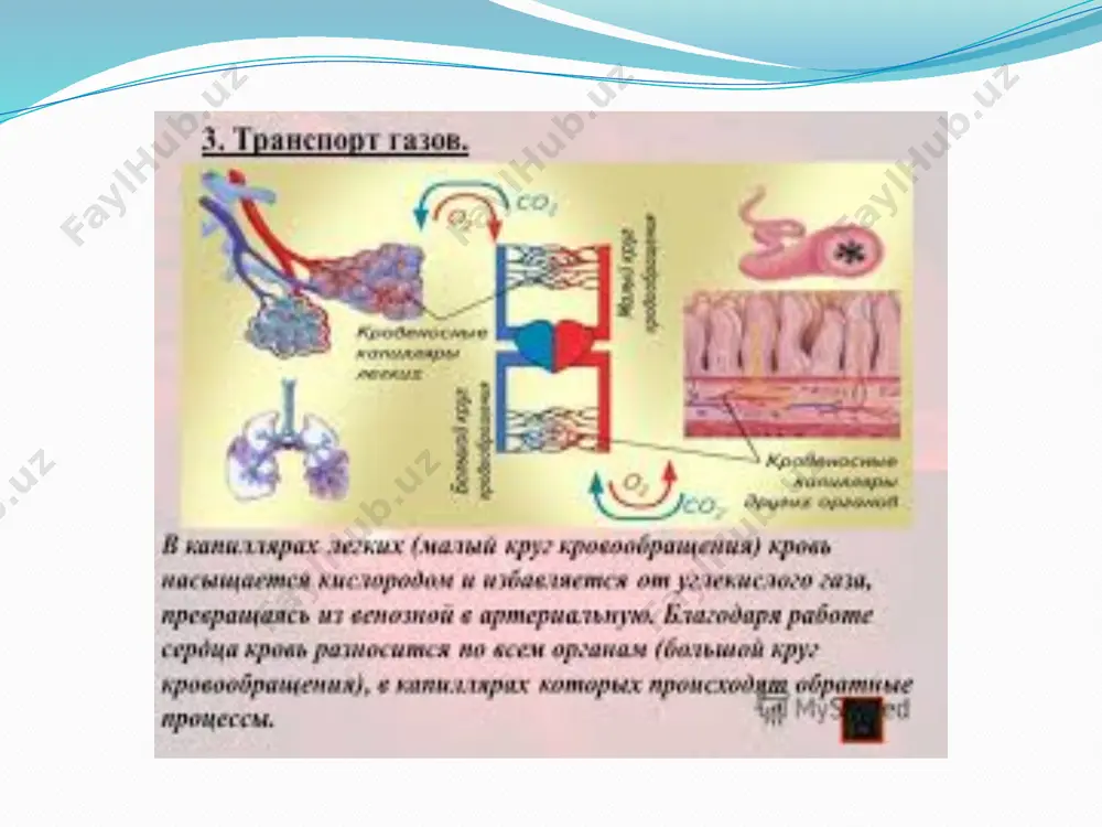 qonning kislorod va karbonat angidrid tashishi - Page 4