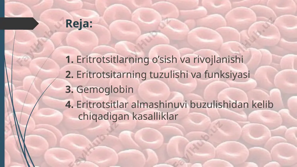 nasi uchun xos. tarkibi 20 dan oritq oligosaxaridlarni o’z ichiga oladi. domen tuzilishga ega. asosiy funksiyasi eritrotsit membranasida antigen sistemasi bo’lgan qon guruhlarini hosil qiladi, eritrotsit yuzasiga manfin zaryadni beradi, retseptor vazifasini bajaradi, glikokaliksni hosil qiladi. 3 tasma oqsili 3 tasma oqsili-integral membrane oqsili asosiy funksiyasi anionlar(cl- va hco3-) transporti. bu funksiyasi passiv antiport usulida bajaradi. bunda toqima va qon o’rtasida gaz almashinuvi natijasida hosil bo’lgan co2 suv bilan reasiyaga kirishib dastlab h2co3 hosil qiladi. bu kislota darrov dissotsiyalanib hco3- anionini hosil qiladi. hosil bo’lgan bu anion plazmadagi cl- anioni bn almashinadi. eritrotsitlar funksiyasi to’qimalarni kislorod bn ta’minlash to’qimalarda metobolizm natijasida hosl bo’lgan karbonat angidtirni o’pka to’qimasiga tashish oqsil va dorivor moddalar rezervini ta’minlash qonning buffer sistemasi tarkibiga kiradi eritrotsitlar metobolizmi gemoglobin gemoglobin_-odam va umurtqali hayvonlar eritrotsitlarida joylashgan rangli oqsil modda. gemoglobin ikkita asosiy fnksiyani bajaradi: kislorodni o’pkadan periferik to’qimalarga atshish karbonat angidridn va protonni to’qimalardan o’pkaga tashish gemning tuzulishi …