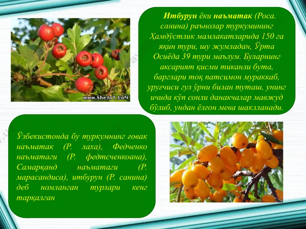 раъногуллилар қабиласи росалес - Page 5
