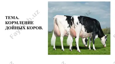 kormleniye doynıx korov — PPTX