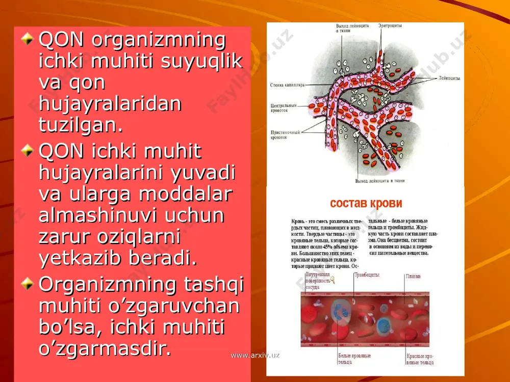 adi. qonning onkotik bosimi deb plazma oqsillari hosil qilgan osmotik bosimga aytiladi. www.arxiv.uz www.arxiv.uz qon guruhlari. www.arxiv.uz www.arxiv.uz qon tarkibida agglutinogen va agglutininlar uchrashish tartibiga ko’ra 4guruhga bo’linadi. 1 – yoki “0” guruppada eritrositlarda agglutinogenlar yo’q, plazmada α va β agglutinin bor. 2 – a guruhda aglutinogen a va plazmada agglutinin β bo’ladi. 3 – b guruhda agglutinogen b, plazmada agglutinin β bo’ladi. 4 – ab guruhda agglutinogen a va b bo’ladi, plazmasida esa agglutininlar bo’lmaydi. www.arxiv.uz www.arxiv.uz rezus faktor. 1940 – yil k.landshteyner va viner qon eritrositlarida agglutinogen a,b dan tashqari α β agglutininlar bo’lishini aniqlashdi.buni rezus omil rh deb atadilar. rezus faktor bor odamlar rezus musbat, yo’q bo’lganlar rezus manfiy deyiladi. dunyo bo’yicha 85% odam rezus musbat, 15% manfiy hisoblanadi. rezus faktor bo’yicha qonning to’g’ri kelmasligi homilada gemolitik anemiyaga sabab bo’ladi. homila nobud bo’ladi. www.arxiv.uz www.arxiv.uz rezus faktor musbat va manfiy ko’rinishi. www.arxiv.uz www.arxiv.uz qonning ivishi. bu murakkab …