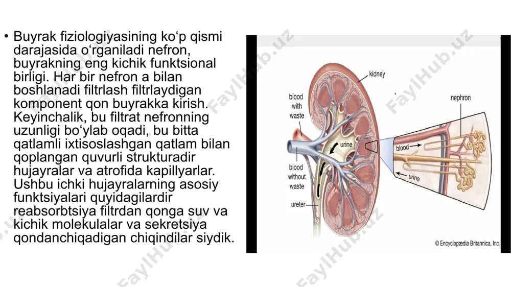 buyrak bosimi fiziologiyasi - Page 5