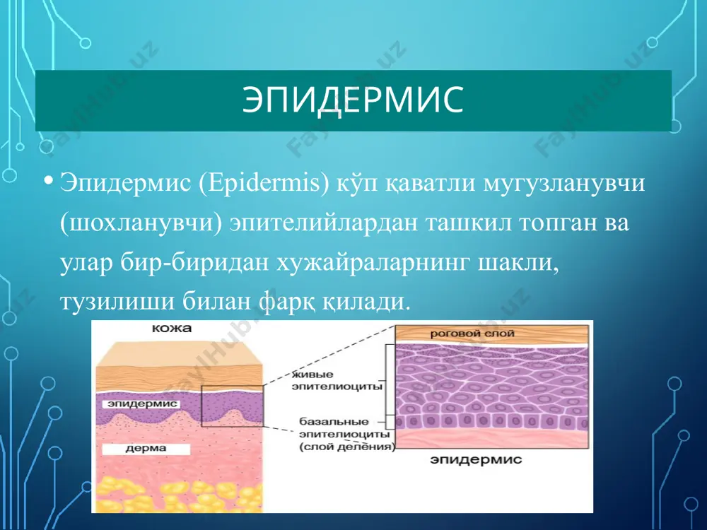 оғлар йўқалаётганда улар тангачалар билан қопланади ва сўрилиб кетгач иккиламчи пигментация қолдиради ёки из қолдирмасдан тугайди. яллиғланиш доғлари дерматитларда иккиламчи сифилисда, экземада ва бошқа кўплаб касалликларда учрайди. доғ (macula) macula (inflammatoria rosea) доғ (macula) яллиғланишсиз доғларга жахл (ёки уялиш) эритемаси мисол бўлади.шунингдек телеангиэктазиялар хам яллиғланишсиз доғлардир. геморрагик доғлар терига қон қуйилиши оқибатида хосил бўладилар. уларга петехиялар, пурпуралар экхимозлар, вибицесс (чизиқсимон геморрагик доғлар), гематомалар киради. пигмент доғлари гиперпигментацияли ёки депигментацияли бўлади. улар пайдо бўлишига қараб туғма ёки орттирилган бўлиши мумкин. . сунъий доғлар терига бўёвчи моддаларнинг кириши оқибатида пайдо бўлади. (татуировкалар, профессионал стигмалар). доғ (macula) macula hyperchromica (pityriasis versicolor) доғ (macula) гиперпигментацияли доғлар терида меланин пигментининг чўкиши оқибатида пайдо бўлпадилар. туғма ва орттирилган гиперпигментацияли доғлар фарқланади. туғма гиперпигментацияли доғлар — булар асосан невуслардир (холлар). орттирилган гиперпигментацияли доғларга сепкиллар мисол бўлади, шунингдек аддисон касаллигида, фотодерматозларда хам шундай доғлар пайдо бўлади. терида меланин пигменти бўлмаса депигментацияли доғлар пайдо бўлади. орттирилган депигментацияли доғга витилиго, …