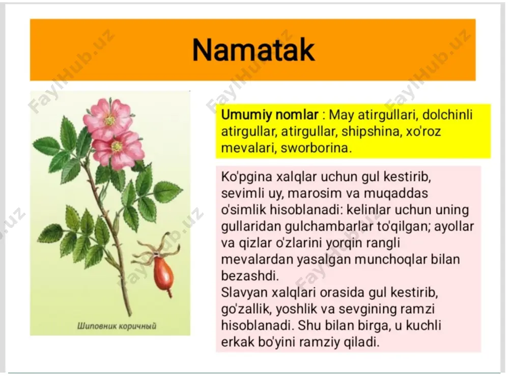 glari tibbiyotda qullaniladi. m.ming mevalari yirik va shirin bulgan ayrim yovvoyi turlari madaniylashtirilib, seleksiya navlari chiqarilgan (300 dan ortiq navlari bor). m. koʻchatlari arta bahorla yoki kuzda 2x0,75 m sxemala ekiladi. m. novdadari simbagazlarga boglanadi. hosillorligi 50—70 s/ga. m. 12—15 yil yashaydi. www.arxiv.uz www.arxiv.uz image1.jpeg image2.jpeg image3.jpeg image4.png image5.png image6.jpeg image7.jpeg image8.jpeg image9.jpeg image10.jpeg image11.jpeg image12.jpeg image13.jpeg image14.jpeg image15.jpeg image16.jpeg image17.jpeg image18.jpeg image19.jpeg image20.jpeg image21.jpeg image22.jpeg blackberries