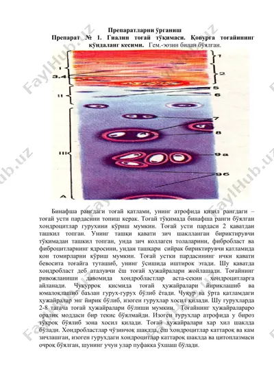 препаратларни ўрганиш — DOCX