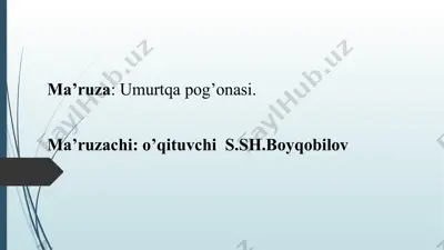 umurtqa pog'onasi — PPTX