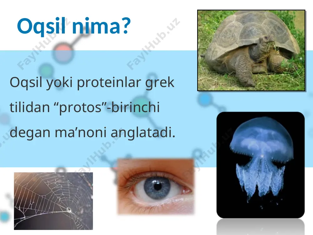 tirik materiyaning muhim funksiylari va xarakterli tomonlarini boshqaradi-ong, irsiyat,o’sish, harakat, sezgi organlarining faoliyati, kasalliklar tabiati, immunitet hodisasi va h.k. oqsilar sanoatda tabiiy tolalar (ipak, jun), jelatina, kazein, plastmassalar olishda ishlatiladi. tibbiyot uchun oqsil preparatlari; zardoblar, qon o’rnini bosuvchilar ishlab chiqarish muhim ahamiyatga ega. savollar: qaysi organik moddalar hujayra tarkibiga kiradi? 2. oqsillar qanday oddiy organik moddalardan tashkil topgan? 3. peptidlar nima? 4. oqsilning birlamchi strukturasi nima? 5. ikkilamchi, uchlamchi va to’rtlamchi strukturalar qanday hosil bo’ladi? 6. oqsillarning qanday xususiyatlari bor? e’tiboringiz uchun raxmat!