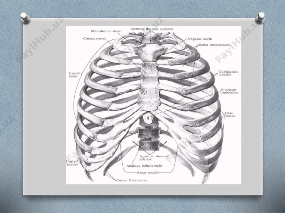 ’mrov osti venasi egati (sulcus venae subclaviae) bor. to’sh suyagi (sternum) uch qismdan iborat. - yuqorigi qismi-to’sh suyagi sopi (manubrium sterni) -o’rta qismi-tanasi (corpus sterni) -pastki qismi-xanjarsimon o’simtasi (processus xiphoideus) manubrium sternida quyidagi qismlar mavjud: - bo`yinturuq o`ymasi incisura jugularis uning yon tomonida o`mrov o`ymasi incisura clavicularis - pastda i qovurg’a tog’ayi birikadigan o’yma incisura costalis i -to’sh burchagi (angulus sterni) corpus sternida qovurg`alar birikadigan qovurg`a o`ymalari mavjud. o`mrov (clavicula) o’mrov (clavicula) s shaklida bukilgan naysimon suyak bo’lib, to’sh suyagining o’mrov o’ymasi bilan kurak suyagining akromion o’simtasi o’rtasida joylashadi. - tanasi (corpus claviculae) - to’sh uchi (extremitas sternalis) - akromion uchi (extremitas acromialis) -uning to’sh uchida egarsimon bo’g’im yuzasi (facies articularis sternalis) bor. -uning akromian uchi to’sh uchida kurak suyagining akromion o’simtasi bilan birlashadigan yassi bo’g’im yuzasi (facies articularis acromi) bor. o’mrov suyagining yuqori yuzasi silliq. pastki yuzasida boylamlar birikadigan konussimon bo’rtiq (tuberculum conoideum) va trapetsiyasimon chiziq (linea trapezoidea) bor. …