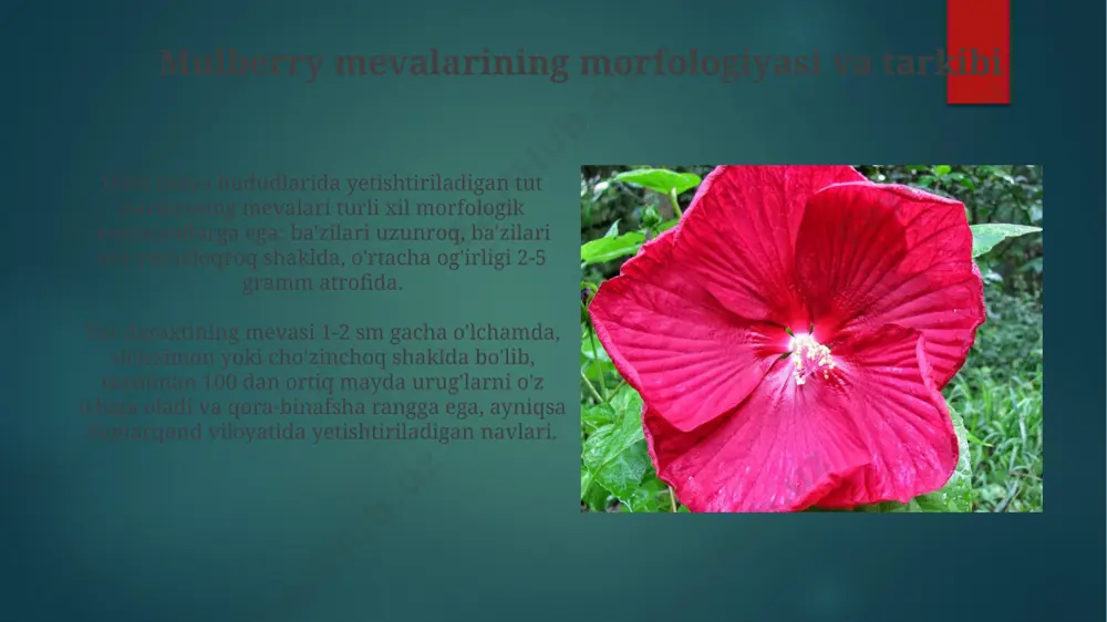 hibiscus mevalari va urug'lari - Page 5