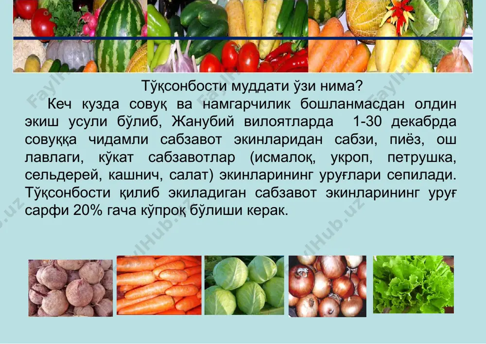 ей, сербарг, отқулоқ широколистний, исмалоқ нафис, салатни кўк шох, айсберг ва фиоретт, руколани греция, петрушкани нилуфар, сахарная, новас. ўғитлаш: соф холда азот 100 кг/га, фосфор 150 кг/га, калий 75 кг/га. суғориш: жами 5-6 марта, гектарига 450-500 м3 меъёрида сув берилади. парваришлаш: уруғлар униб чиққандан сўнг эгат ораси юмшатилади ва бир марта ўғит берилади. вегетация даври: 45-50 кун ҳосил пишиши: март-апрел укроп ором эртапишар нав, ўсув даври 40 – 50 кун. туп баландлиги 25-26 см. барги конуссимон, игнасимон, майин, хўшбўй, серсув, барг бўлаклари жуда кўп. барг банди узун, жуда нозик, барглари ва барг банди бироз ғубор билан қопланган. ҳосилдорлиги 2,0-2,8 кг/м2. кашнич орзу эртапишар нав, ўсув даври- 42-44 кун, истеъмол учун ўсув даври 28-32 кун. туп баландлиги 20-30 см. барги конуссимон, асосан илдиз атрофида, барг банди ингичка ва узун. ҳосилдорлиги 0,7-0,9 кг/м2. совуққа чидамли. сельдрей сербарг ўртапишар нав, техник пишгунига қадар ўсув даври 75 – 82 кун. барг розеткаси тик бўлиб, …