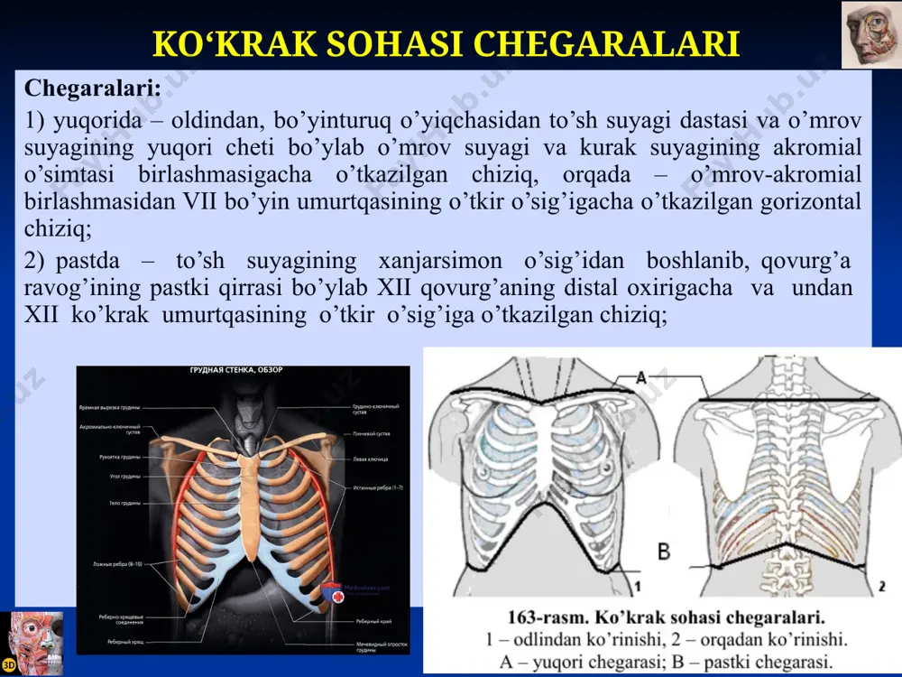 yagiga еtib boradi. latеral tomonda, oldingi qo’ltiq osti chizig’i sathida ko’krak bеzi katta ko’krak mushagi ustidan ko’krak dеvorining yon yuzasiga tushadi va oldingi tishsimon mushak (m.serratus anterior) ustida joylashadi. ko’krak bеzi ushbu mushaklardan ko’krak bеzi kapsulasi va xususiy ko’krak fassiyasi yordamida ajralgan. ikkita ko’krak bеzi oralig’ida botiqlik – sinus mammarium mavjud. ko’krak bеzi tanasi (corpus mammae) bеz so’rg’ichi atrofida radial joylashgan 15-20 ta bo’laklardan (lobi mammae) tashkil topgan. har bo’lakcha sut chiqaruv yo’liga (ductus lactiferus) ega. har bir 2-3 ta chiqaruv yo’li qo’shilib, ko’krak bеzi so’rg’ichi chuqqisida sut tеshiklari (porus lactiferus) ko’rinishida ochiladi. so’rg’ichda umumiy hisobda 8 tadan 15 tagacha shunday tеshiklar bor. alohida sut chiqaruv yo’llari sut sinuslariga (sinus lactiferi) quyiladi . мастит – сут безининг яллиғланиши. мастит шакллари: 1) антемаммар (тери ости ёки субареоляр) – тери ва юза фасция орасидаги биринчи қават клетчаткасида; 2) интрамаммар – юза фасциянинг варақалари орасидаги иккинчи клетчаткада; 3) ретромаммар флегмона – юза ва …