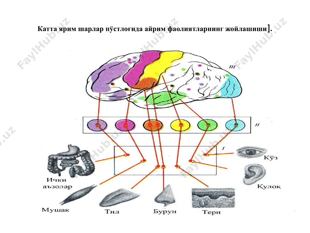 атланган характерли, ҳаёт шароитларининг ўзгаришларига ўз муносабатини қийин ўзгартирадиган одамларни – флегматик; кучсиз, қўрқоқ, бир қарорга кела олмайдиган, кўнгли бўш одамларни – меланхолик деб аташган. и.п.павлов, одам ва ҳайвонлар учун умумий бўлган 4 тип билан бир қаторда, фақат инсон учун хос бўлган яна 3 тип мавжудлиги тўғрисидаги хулосага келган. булар 1) бадиий, 2) фикрлаш ва 3) ўртача типлар ҳисобланади. 1. бадиий тип – биринчи сигнал тизимининг нисбатан кучли фаолияти билан тавсифланади. бу типга мансуб одамлавр фикрлаш жараёнида сезиш аъзолари орқали олинган атроф-муҳит образларидан фойдаланадилар. и.п.павловнинг таъбирига кўра, улар борлиқни бутунлигича, яъни қисмларга ажратмасдан қамраб оладилар. инсон учун хос бўлган 3 тип 1. бадиий тип – биринчи сигнал тизимининг нисбатан кучли фаолияти билан тавсифланади. бу типга мансуб одамлар фикрлаш жараёнида сезиш аъзолари орқали олинган атроф-муҳит образларидан фойдаланадилар. 2. фикрлашли тип – бу типга мансуб одамларда иккинчи сигнал тизимининг иши сезиларли даражада кучайган, борлиқдан нарсаларни таҳлил қилишга интилиш, борлиқни айрим қисмларга ажратиш, …