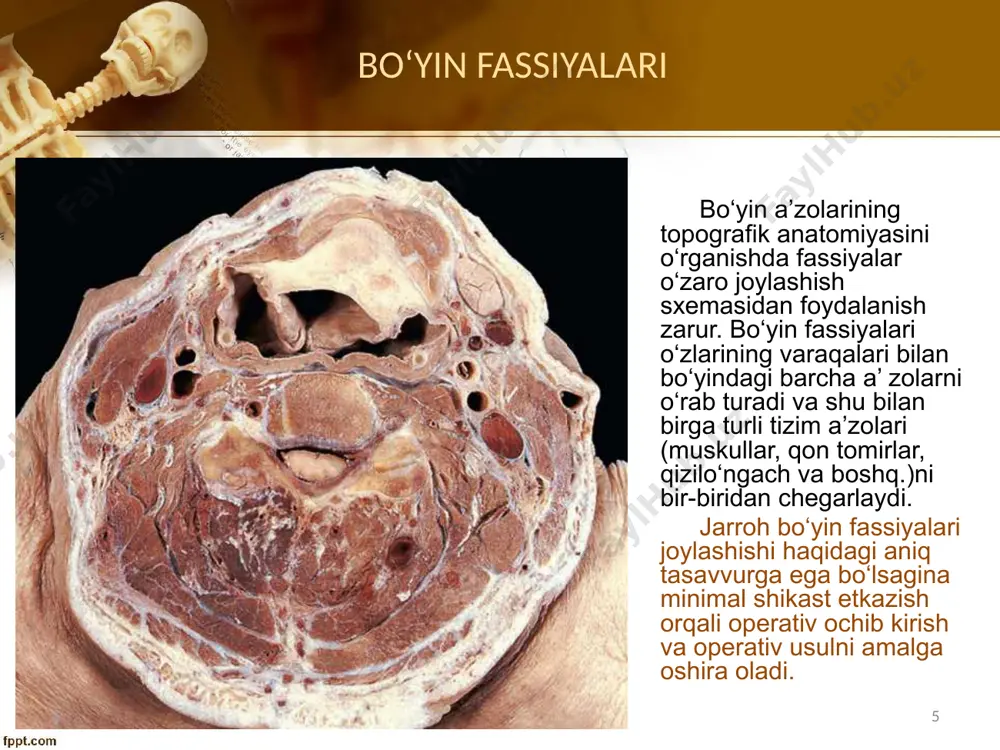 i bo’yin umurtqasi, bolalarda – iii–iv bo’yin umurtqalari, qariyalarda – vii bo’yin umurtqasi sathida joylashadi. bular 3 ta toq – qalqonsimon (cartilago thyreoidea), uzuksimon (cartilago cricoidea), hiqildoq usti qopqog’i (epiglottis)(158-rasm) va 3 juft – cho’michsimon (cartilago arytenoidea), shoхsimon (sartilago corniculata) va ponasimon (cartilago cuneiformis) tog’aylardir. qalqonsimon, uzuksimon va cho’michsimon tog’aylar gialin, qolganlari – elastik tog’aydan iborat. 20 qizilo’ngach qizilo’ngach - bu silliq mushakli naysimon a’zo bo’lib, halqumni oshqozon bilan tutashtiradi. u umurtqa pog’onasining oldida, traхеyaning orqasida joylashadi. qizilo’ngach uzuksimon tog’ayning pastki chеtidan s vi va s vii umurtqalar sathida boshlanib, th xi umurtqasi sathida tugaydi. qizilo’ngachning bo’yi chaqaloqlarda 10 sm, 1 yoshda - 15 sm, 10 yoshda - 18 sm, kattalarda 23-25 sm ga еtadi. kattalarda qizilo’ngachning eni 15-20 mm tashkil qiladi. bolalarda gavda va qizilo’ngach uzunligining nisbati 1:0,48, kattalarda - 1:0,26 tеng. hayot davomida qizilo’ngachning uzunligi 1,8 barobar ortadi. kattalarda old kеsuvchi tishlardan qizilo’ngachga kirish joyigacha bo’lgan masofa 14-15 …