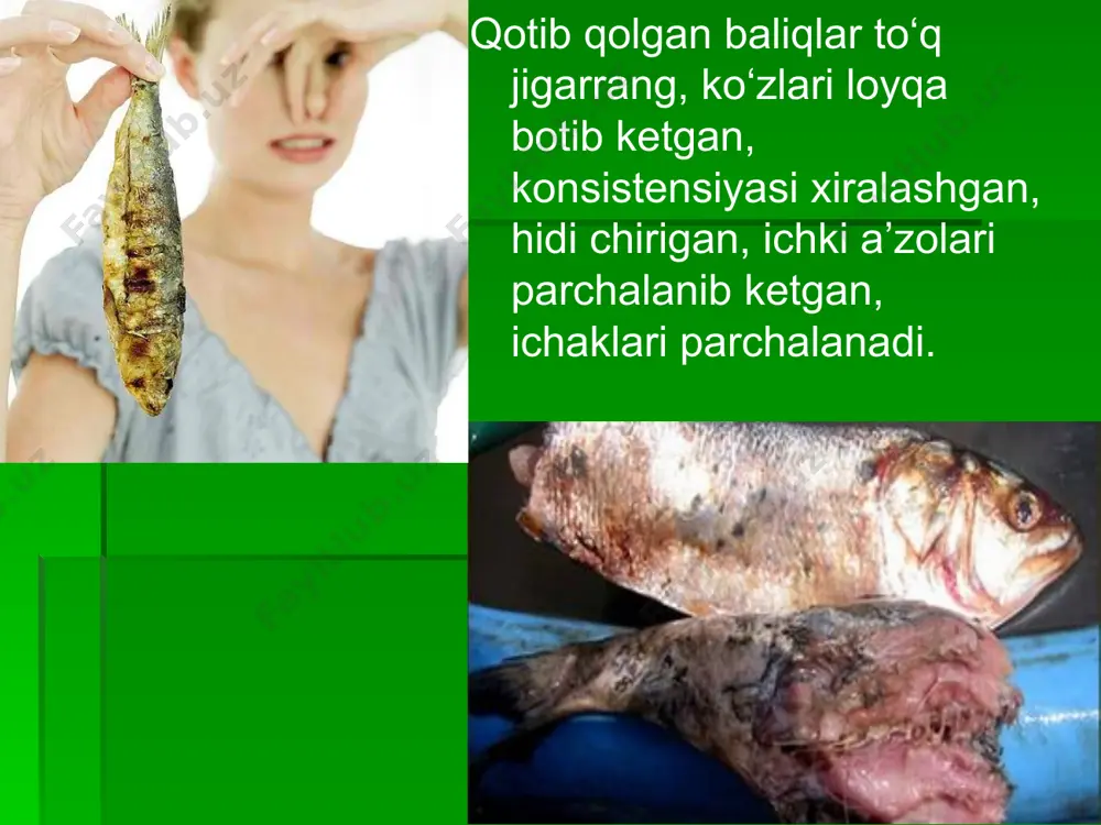 qlash uchun dda bilan subkultura 3% natriy xloridli 1% peptonli suvda amalga oshiriladi, unda paragemolitik vibrion mavjud bo'lganda, nozik ko'k plyonka shakllanishi bilan loyqalik paydo bo'ladi. smear tayyorlanadi, gram bilan bo'yaladi va hujayra morfologiyasi o'rganiladi. harakatlanish faza-kontrastli mikroskop ostida maydalangan tomchida yoki yarim suyuq mpada emlanganda o'rganiladi. mobil shakllar diffuz loyqalikni hosil qiladi, zaif mobil shakllar in'ektsiya davom etganda o'sadi. image1.jpeg image2.jpeg image3.jpeg image4.jpeg image5.jpeg image6.jpeg image7.jpeg image8.png image9.jpeg image10.jpeg