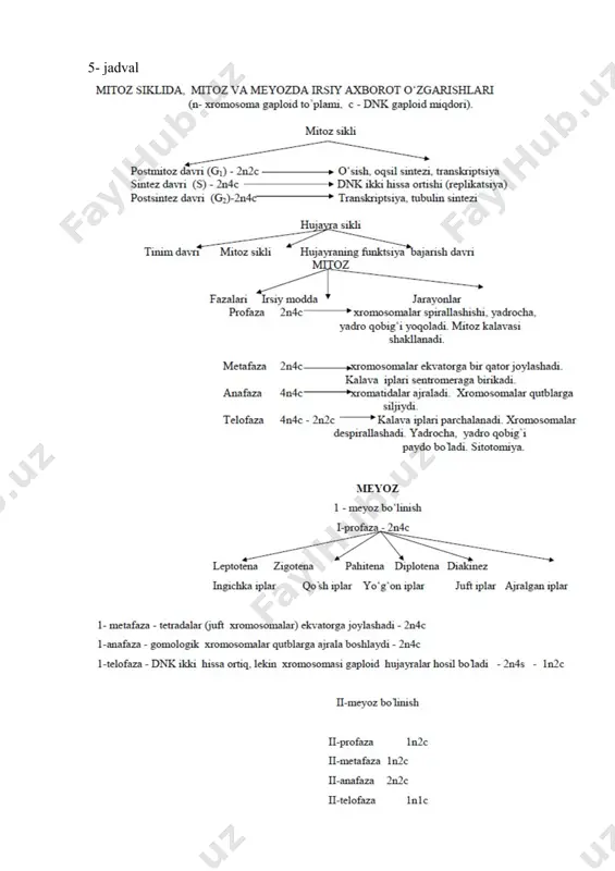 diploid (2n) bo‘ladi. jigar hujayralarida tetraploid (4n) va oktaploid (8n) xromosomalar to‘plami uchraydi. suyak ko‘migi hujayrasi – megakariotsitda xromosomalar to‘plami 32 n bo‘lishi mumkin. mitozning ahamiyati. mitoz tufayli - 1.hujayrada irsiy moddaning yangi hujayralarga o‘tkazilishi; 2. irsiy moddalarning yangi hujayralarga teng taqsimlanishi; 3.organizmlar o‘sishi, rivojlanish, regeneratsiyalanishi ta’minlanadi. 5- jadval 8-rasm. piyoz hujayralarining mitoz fazalari. 1-interfaza, 2-5-profaza, 6-7-metafaza, 8-9-anafaza, 10-12-telofaza. 9-rasm. hayvon hujayralarining mitoz bo‘linishi. 1-bo‘linmayotgan hujayralar; 2-profaza; 3-profaza; 4-metafaza; 5-anafaza; 6-telofaza. mitozning patologiyasi. hujayraning hayotiy siklida mitoz alohida o‘rin egallaydi. uning yordamida hujayra reproduksiyalanadi, irsiy xossalari uzatiladi. mitozning patologiyasida uning bosqichlarining birida o‘zgarishlar kuzatiladi. shu ma’lumotlarga asoslangan holda mitozdagi patologiya quyidagicha tasniflanadi: 1. xromosomalar jarohati: 1.1. hujayralarning profazada turib qolishi; 1.2. xromosomalarning spirallanishi va despirallanishining buzilishi; 1.3. xromosomalarning fragmentatsiyasi; 1.4. аnafazada xromosomalar o‘rtasida ko‘priklar hosil bo‘lishi; 1.5. urg‘ochi xromatidlarning vaqtidan avval ajralishi; 1.6. kinetaxorning jarohatlanishi. 2. mitotik apparatning jarohatlanishi: 2.1. metafazada mitoz rivojlanishining orqada qolishi; 2.2. metafazada xromosomalarda noaniqliklar bo‘lishi; …