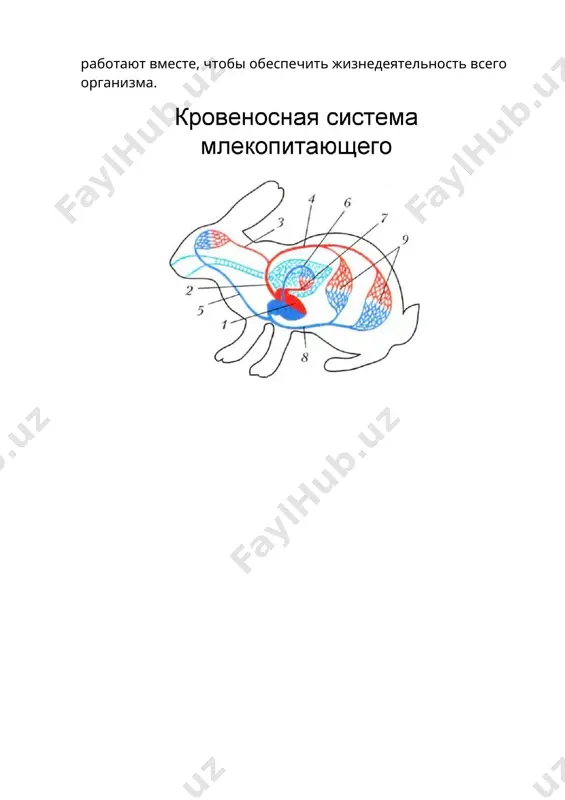 организм - единое целое - Page 4