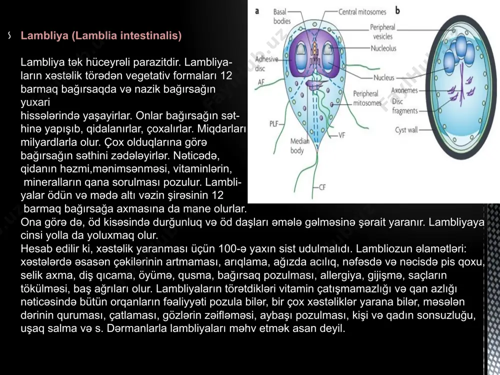 , tozdan və s. qurdun sürfələri keçdikləri bütün orqanları zədələyirlər, bir çox əlamətlər, xəstəliklər yaradırlar: qaşınmalar, səpmələr, allergiya, qan azlığı, yorğınluq, baş ağrıları,baş hərlənməsi, 12 barmaq bağırsaqda eroziyalar, xoralar, öyümə, qusma, qıcqırma, ishal, nevroz, aritmiya, ürək zəifliyi, tənginəfəslik, öskürək, gözlərdə, ağ giyərlərdə və başqa orqanlarda qansızmalar, iltihablaşmalar, sacların tökülməsi, menstruasiya pozulması, vaxtından tez menstruasiyanın kəsilməsi, kişilərda cinsi zəiflik və s. hamiləlik dövründə əyribaş qurdların sürfələri anadan dölə keçirlər. əgər dölün həyatı ücün vacib orqanları zədələsələr, hamiləlik dölün ölümü ya uşaqsalma ilə nəticələnir. əyribaş qurdlar strongiloid qurdları (strongyloides stercoralis) strongilidlər geniş yayılmış, lakin nadir hallarda diaqnoz edilən qurdlardır. onlar yoluxmuş adamların əsasən 12 barmaq bağırsağında və bağırsağın divarının daxilində yaşayırlar. qurdlar nazik və yoğun bağırsağa, öd kisəsinə, qara ciyərə, mədəaltı vəzin axarına, bağırsağın ətrafındakı limfa düyünlərinə və başqa orqanlara keçə bilirlər. strongiloidlər çox surətlə artan qurdlardırlar. stronqiloidlərin sürfələri adamların bədəninə əsasən 2 yolla düşür: udulurlar – çirkli əllərdən, yaxşı yuyulmamış meyvə-tərəvəzdən, …